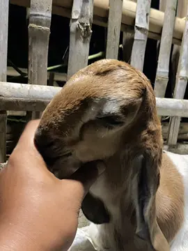 ngelus elus wedus ae ra resiko😅 #foryoupage #peternakmuda #sobatngarit #kambing #katakatamotivasi 