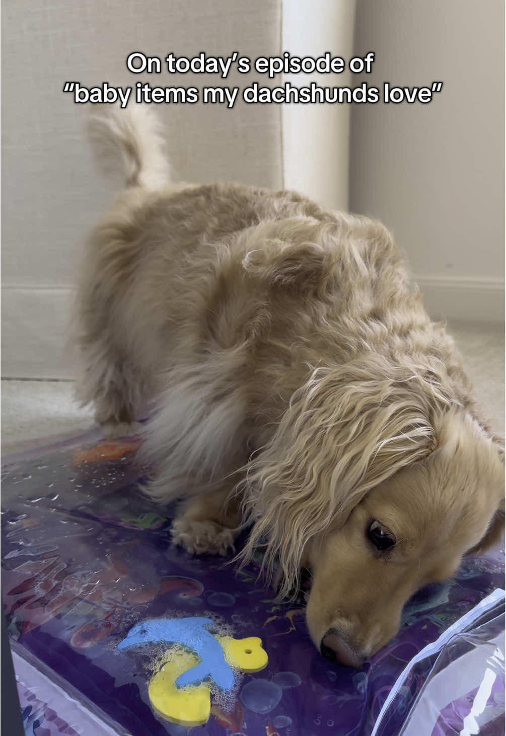 Dachshunds and babies are basically the same, from what I’ve learned. He’s loved this toy for the last 10 months! #dog #dogsoftiktok #dachshundsoftiktok #dachshund #MomsofTikTok 