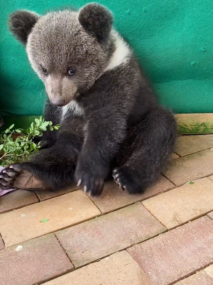 Cute baby bear 🐻😘🥰 #rescueanimals #bear 