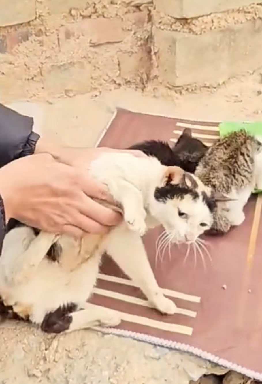 #animal #animalrescue #dog #cat #fyp 