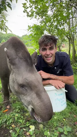 5 facts about Tapirs! 🐮 can you believe they’re related to horses AND rhinos? 🦏🤍… (this video only applies to lowland tapirs, the Malayan tapir lives in SE Asia) 