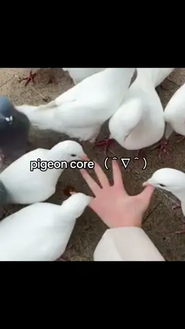 THEY R TOO SILLY #fypシ゚viral #fypage #pigeon