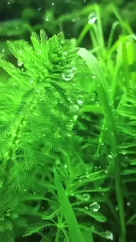 #raindrops #naturebeauty #rain #naturelover #niceview #amazing #relaxing #longervideos #videobackground #livewallpaper #freetouse #usenow #trending #viral #foryoupage #foryou 