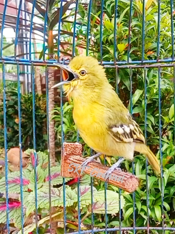 suara merdu burung sirtu gacor dipagi hari #sirtugacor #videoviral #fyppppppppppppppppppppppp #suara burung sirdum 