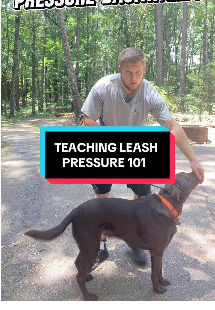 Untrained Dog Learning Leash Pressure For The First Time… I Know Watching An Already Trained Dog Perform Task Can Make Things Harder To Learn, So Here’s A Great Tutorial From An Untrained Dog.  Leash Pressure Is One Of The Most Important Things To Teach A Dog For Walking On A Leash, And Is Required To Teach Before Giving Any Corrections… #DogTraining #dogtrainer #dogtrainingtips #dogtrainingadvice #trainyourdog #balancedtraining 