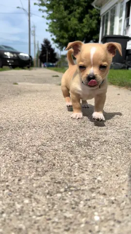 Meet Paco! He is tiny but mighty 😊 He is an 11 week old Chiweenie and he loves to mingle with everyone! 💞#chiweenie #teacupdogs #Love #dogmom #doglovers #tinydogsoftiktok #chiwawa #weenerdog #adorable @Paco 