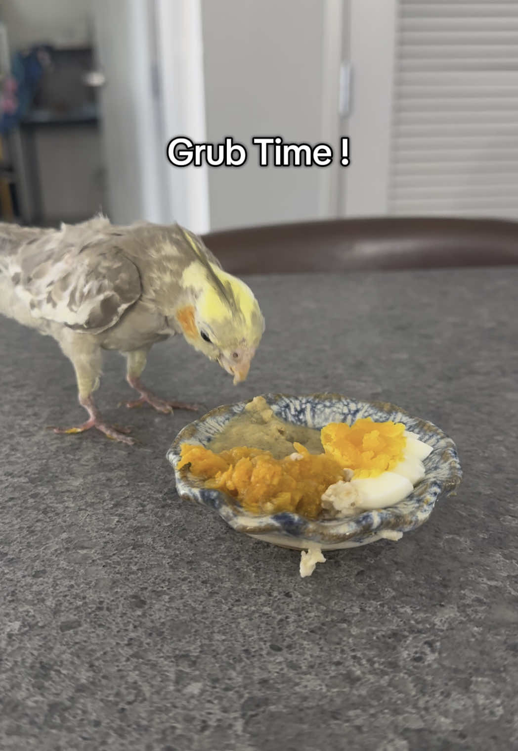 What do you think is Cody’s favorite breakfast food? 🤔🥰          Breakfast: Bird Formula, Sweet Potato, Boiled Egg, Oatmeal.              #cody #cockatielsoftiktok #birdtok #babybird #cockatiel #cockatiellife #bird #birb #fyp #breakfast #fypシ 