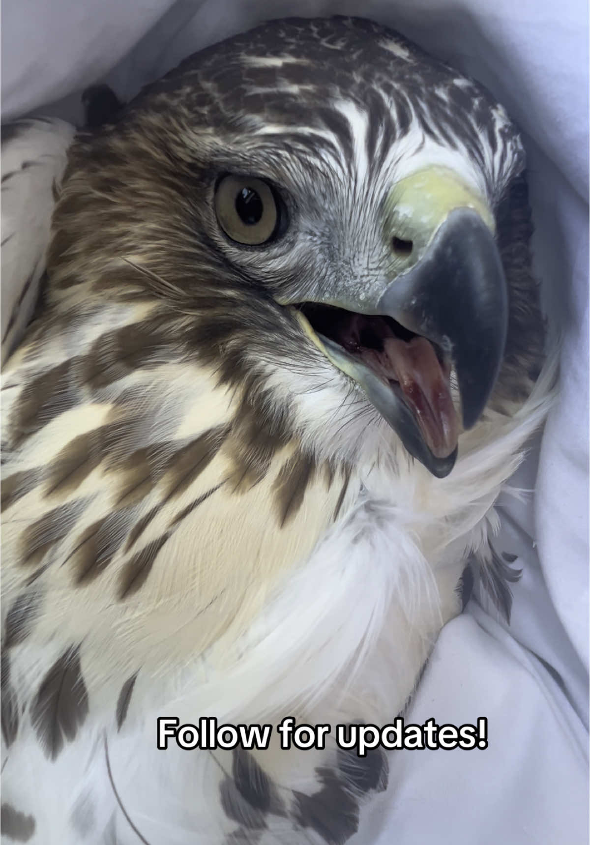 My pet hawk #hawk #bird #widlife #natur #nature #rescue #crazy #wild #raptor #pet 