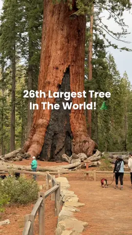 Mariposa Grove giant #bigtree #mariposagrove #yosemite #yosemitenationalpark #yosemitevalley 