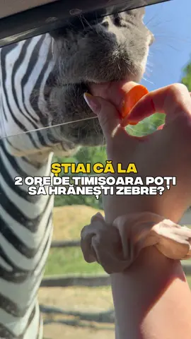 Tu ai fost până acum la un Safari Park? 🫎🪿🐮🦓🥕 #fypro #fypromania #timisoara #activitatitimisoara #safaripark #safariparkungaria #safariparkpusztaottlaka 