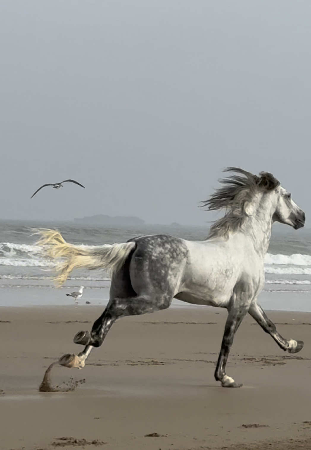 Amigo, the barn’s big boy, always stunning us with his beauty and untamed soul. ✨ 👉🏼 We are a Travel Agency based in Essaouira (Morocco). Join us for an unforgettable horseride holidays. Ride the best horses in town, and meet the best team of riders.  . . . . . . #horses #horse #equestrian #fyp #viraltiktok #nature #caballos 