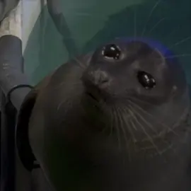 #нерпы #тулени #тюлени #cute🥰 #animalsoftiktok 