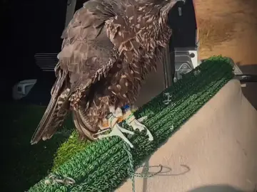 الطيب لاهل الطيب مديته بطيب 🤍#صقر #شاهين #تصميم #قصايد_شعر #شيلات_فخمة❤️ #صقور #لايك__explore___ #اكسبلورexplore 