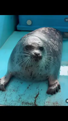 Mashiro the best🦭(Video not mine, full credits to tokkaricenter_official on insta!!)   | tags: #mashiro #seal #seallyseal #cute #sealmashiro 