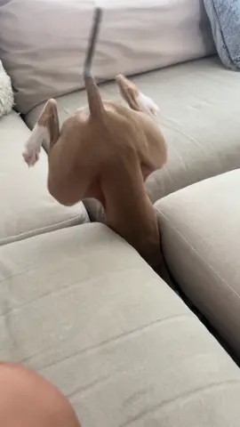 Where is it?? #italiangreyhound #iggiesoftiktok #funnydog #boydog #fyp 