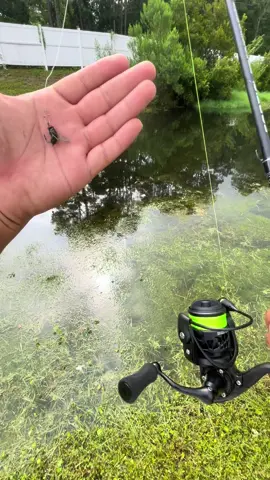 Catch fish fast with this lure #bassfishing #ultralightfishing #microfishing #largemouthbass #fishing #bluegillfishing #bluegill #bluegigi #troutfishing #smallmouthbassfishing #fyp 