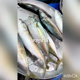 ปลาทูน้ำลึกตัวใหญ่มาก#อภิสาพาชม #ปลาทู 