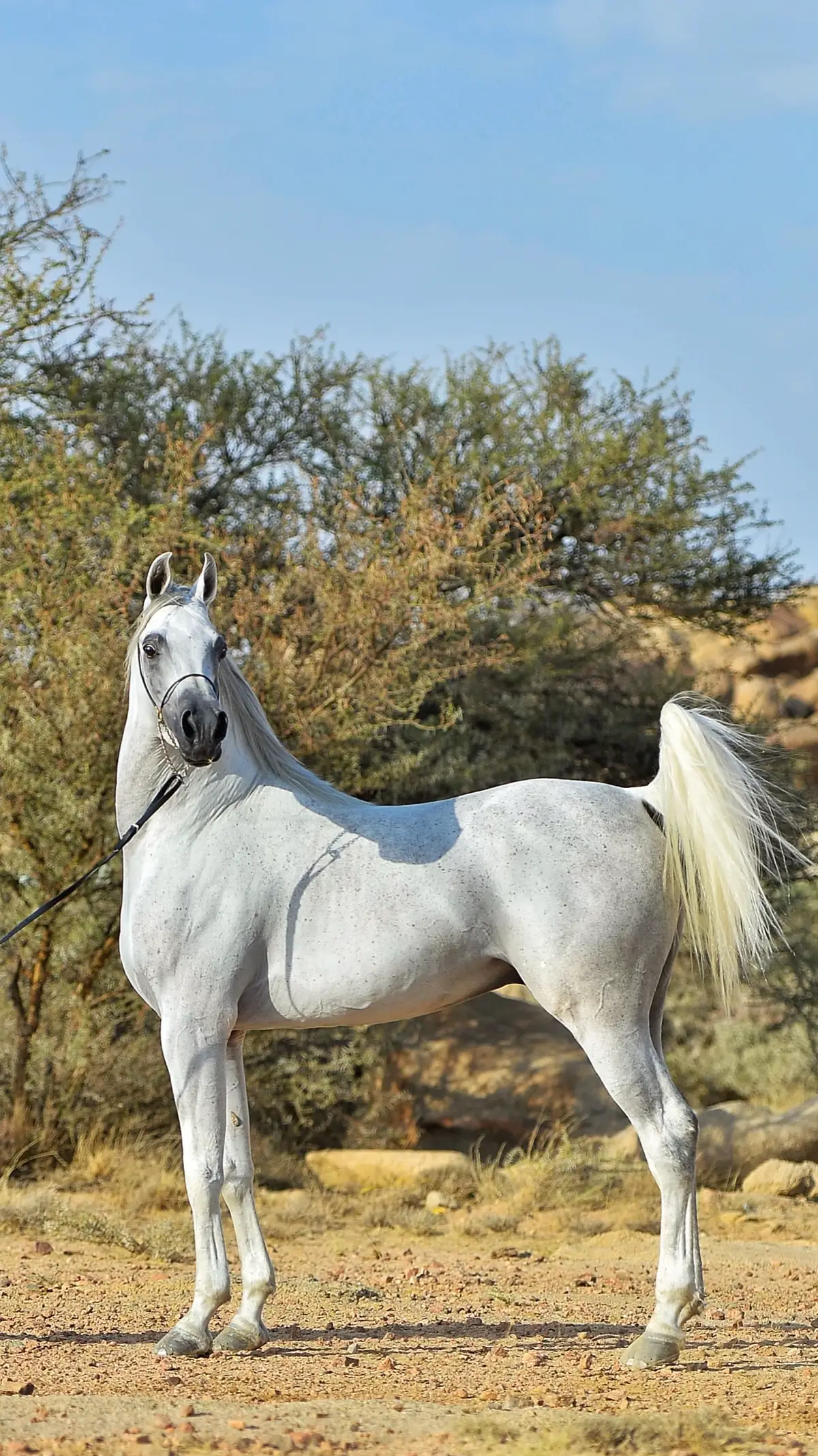 #مشاءالله_تبارك_الله_اذكروالله #fyyyyyyyyyyyyyyyy #explore #اكسبلورexplore #اذكروا_الله #الله_يباركلو #خيل_وخياله🐎 @نايف بن مشيلح | مربط النايف 🐎 