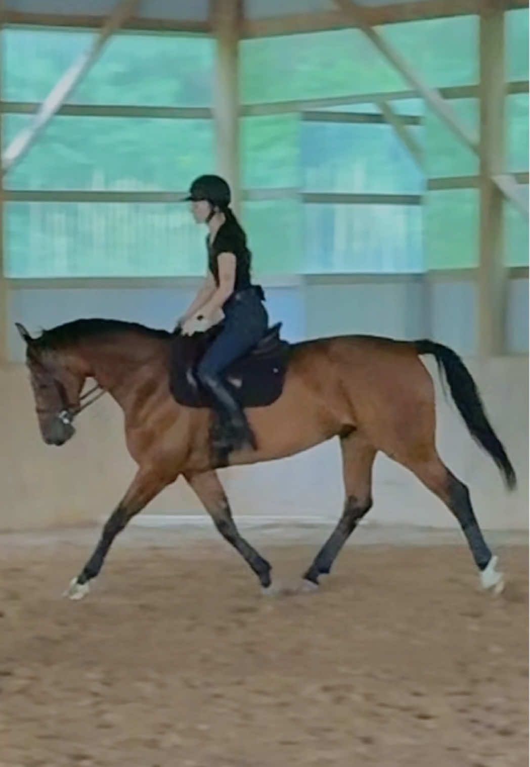 forever love this audio🤍 #equestrian #warmblood #equitation #showjumper #neverlandb #sappho #showjumping #hunterjumper 