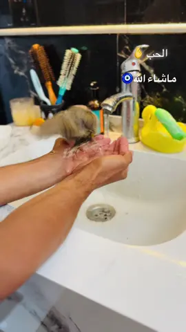 #متابعين_ #بلابل #شعب_الصيني_ماله_حل😂😂 #طششونيي🔫🥺😹💞 