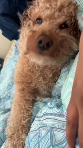 Too lazy to get up #doodle #champ 🐶
