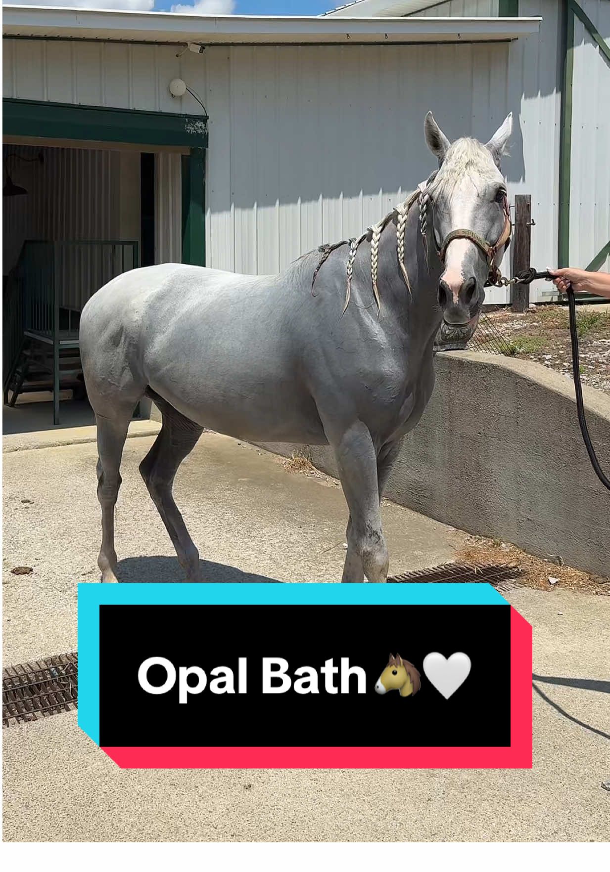 Bath for Opal!🐴🤍 #horsebath #ottbmare #greymare #greyhorse #horsegrooming 