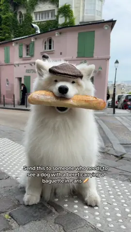 You’re welcome 🥺 #dog #samoyed #paris 