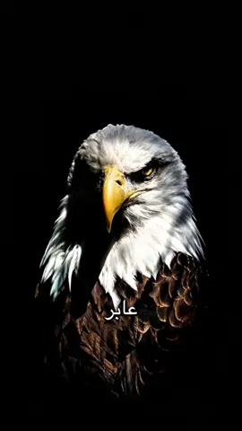 أبوي سيد رجال#2muhammad20 #سوريا🇸🇾 #حنا_بدو #عدي_زاغة #بدو #tiktok #الايكات #الايكات생일축하해사랑해❤_فولو_متابعة💛  @MOHAMMED_5  @ALi ا🤍🔥  @اًبرؑاًهِيمؒ𓆩⁵¹⁵𓆪 