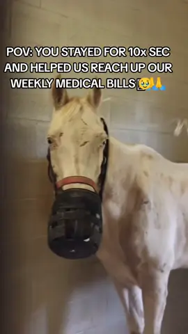 you stayed for 30x seconds and interacted 4x to help us feed 180 animals at the sanctually#horserescue #horsesanctuary #justiceforjohnnydepp #hororstory #adoptme #endbiglick #endanimalcruelty #horseplus #usatoday #unitedstates #mexico🇲🇽 #germany 