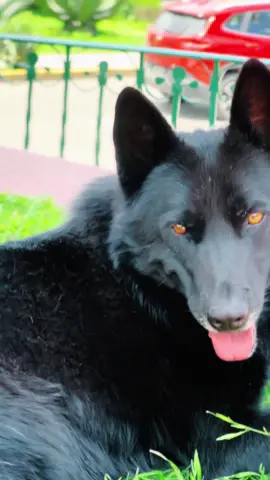 #calupoh #dogsoftiktok #fyp #mexico 