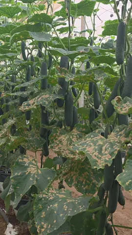 #pepino #mildiu #agronomia #controlbiologico 