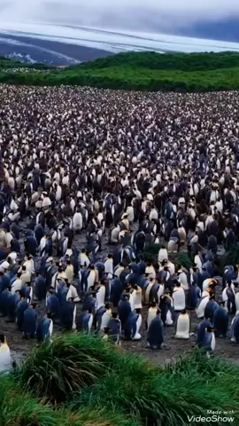 قرآن كريم  انشر القرآن أجر لي ولك 