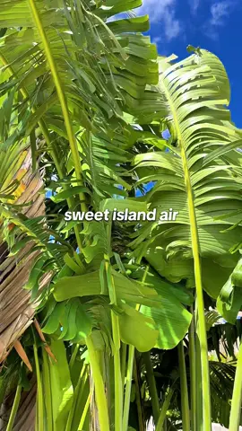 Give me that sweet island air ☀️🏝️🌺 #guam #guam671 #GUdlife #island #islandlife #islandgirl #sunsandsea #micronesia #micronesian #homeiswheretheheartis #mahalangformicronesia #mahalangmilspouse #fyp 