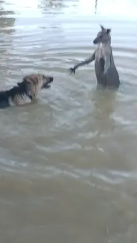 German Shepherd vs kangaroo 