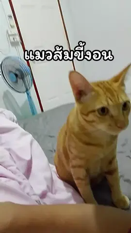 #แมวส้ม#แมวอ้วน #ทาสแมว#เปิดการมองเห็น #ฟิดดดดดดดดดดด🥺 