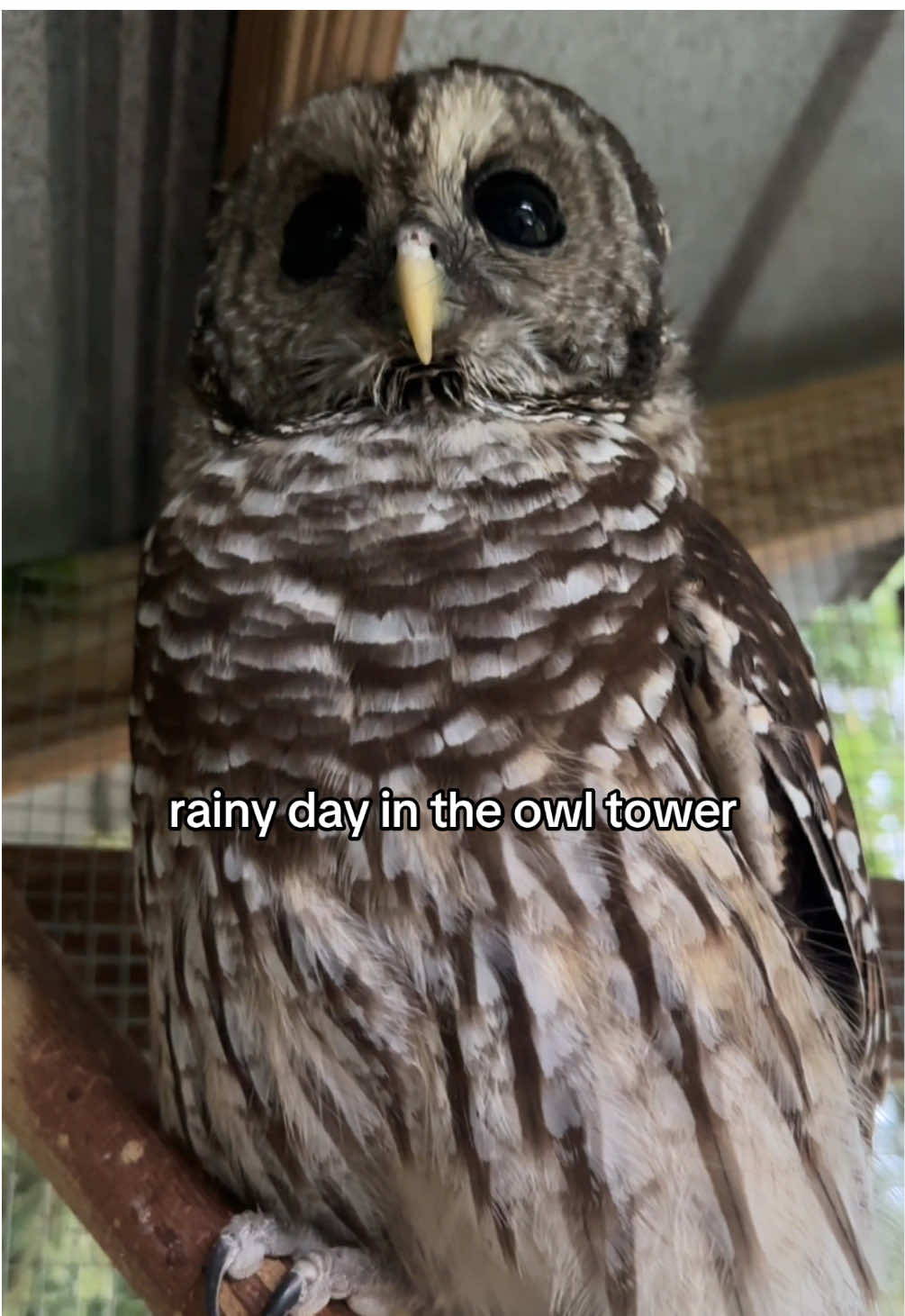 #wildliferehab #owl #cutebird #fyp 