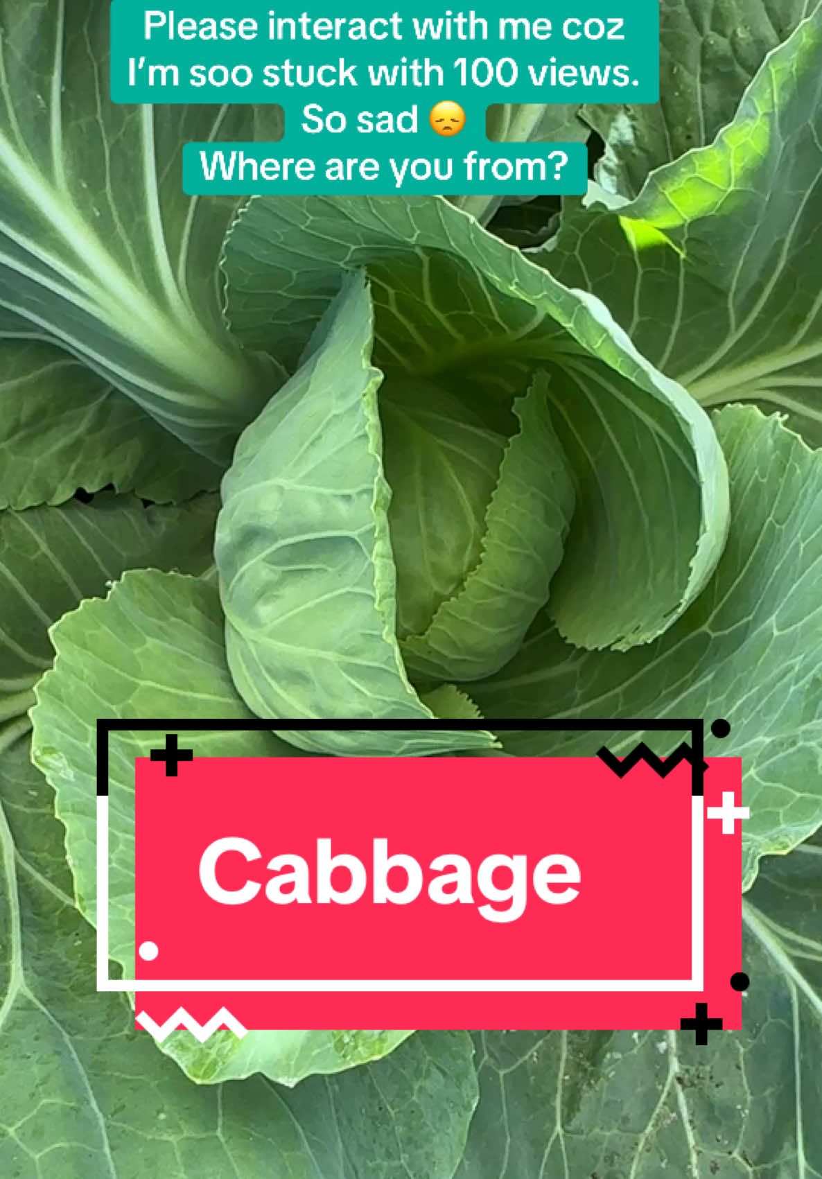My cute cabbages #cabbage 