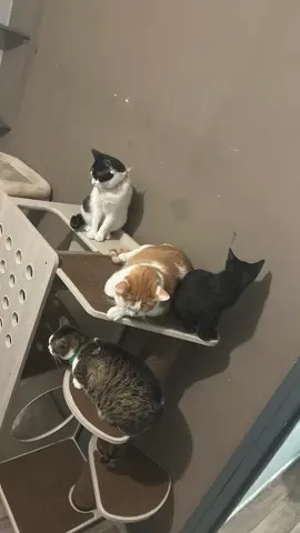 Mes bébés 🐶😻🐈‍⬛🐈🥰❤️