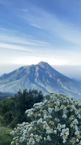 jangan pernah memetik bunga ini untuk orang tersayang, tpi bawalah org tersayangmu ke bunga ini untuk tumbuh dan mekar -merbabu 3142. #fyp #edelweiss #merbabumountainview #merbabuviasuwanting 
