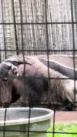 I didn’t know they did this! #anteater #babyanimals #cutebaby #hanginthere #adorable #adorableanimals #fyp @Gulf Breeze Zoo 