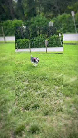Run for your life #husky #huskylife #huskysoftiktok #huskymom #huskyrunning #dog #dogsofttiktok #trend #fypシ 