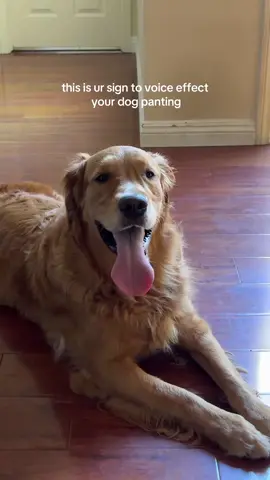 I’m DYing #golden #goldenretriever #viral 