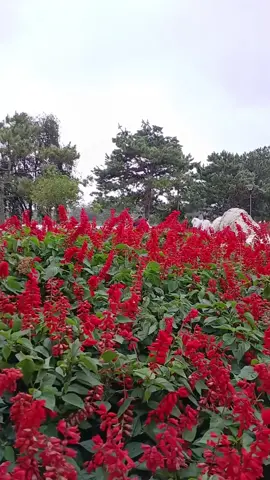 🌸💕🌸 CẢNH ĐẸP 🌸💕🌸 🌸💕🌸 NHẠC HAY 🌸💕🌸 🌸💕🌸 TOUR THAM QUAN DU LỊCH VÀ NGHỈ DƯỠNG VIEW TRIỆU ĐÔ 🌸💕🌸 VILLA FAMILY BẢO KHANG 🌸💕🌸