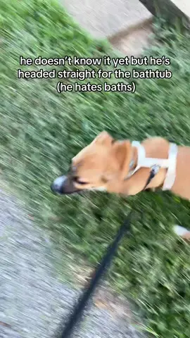 this dude hates baths but whines at the tub wanting in. make it make sense 😭