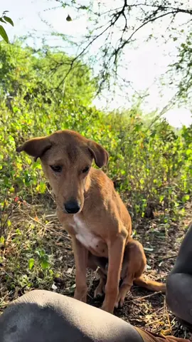 It's only when the dog is full that it's their turn to eat#chaaba #dudukwe #hadzabetribe #foryoupage #cooking #funny #FoodLover 