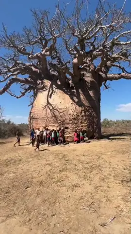 El árbol de la vida el bobab #árboles #cultura #africa #datoscuriosos #curiosidades ##AprendeConTikTok 