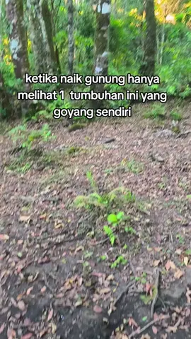 Agak merinding juga pas liat ini kemarin di gunung Rinjani 😁 #gunungrinjani #pohon #gerak 