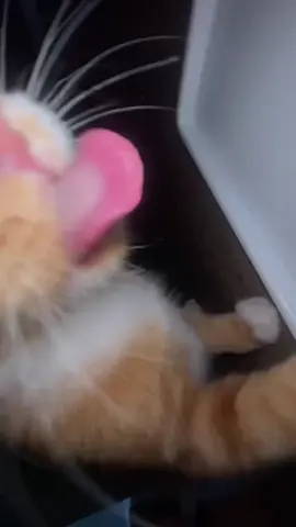 ARE YOU HUNGRY KITTY PART 2! #kitty #giftok #fyp #gif #blowthisup  chompmedina