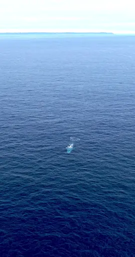 Happy Whales and Dolphins Day! Yes, this is a blue whale we saw this month in San Diego! In an uncertain future for marine mammal protection, it’s important to recognize and appreciate the beauty of the largest animals of earth. Even on an overcast day, this whale shone through the dark waters of the Pacific with a brilliant sapphire glow. Its thundering breath and stunning presence left me with a sense of awe. This is why we love our whales. While this year may have brought fewer blue whales to San Diego than recently, it has been an incredible privilege to share all of the whales and dolphins that grace our waters. #whales #whalebehavior  #oceans  #bluewhales 