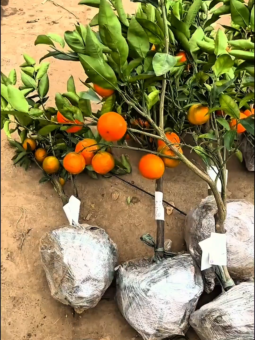 Jeruk santang madu hasil cangkok ini siap berbuah cepat! Daging tebal, rasa manis seperti madu 🍊 #jeruksantangmadu #bibitbuahunggul #bibitjerukmanis #bibitcepatberbuah #jerukkebun #tanambibit #tiktokpertanian